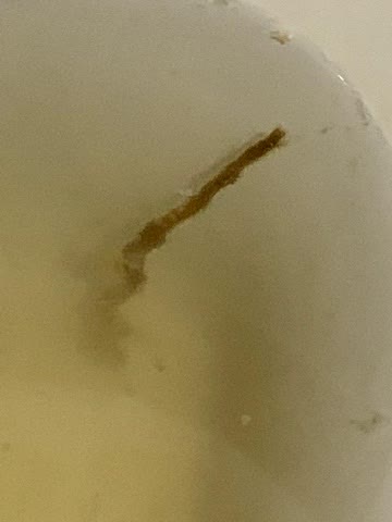 Registro visual 7 enviado pela comunidade após uma prática de limpeza
